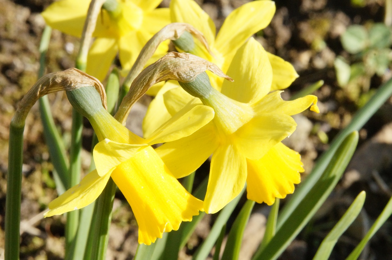 osterglocken flower blossom free photo