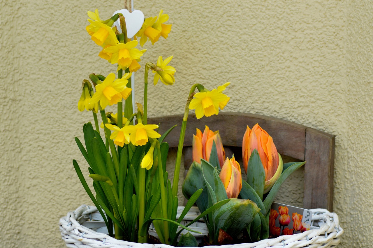 osterkorb tulips daffodils free photo