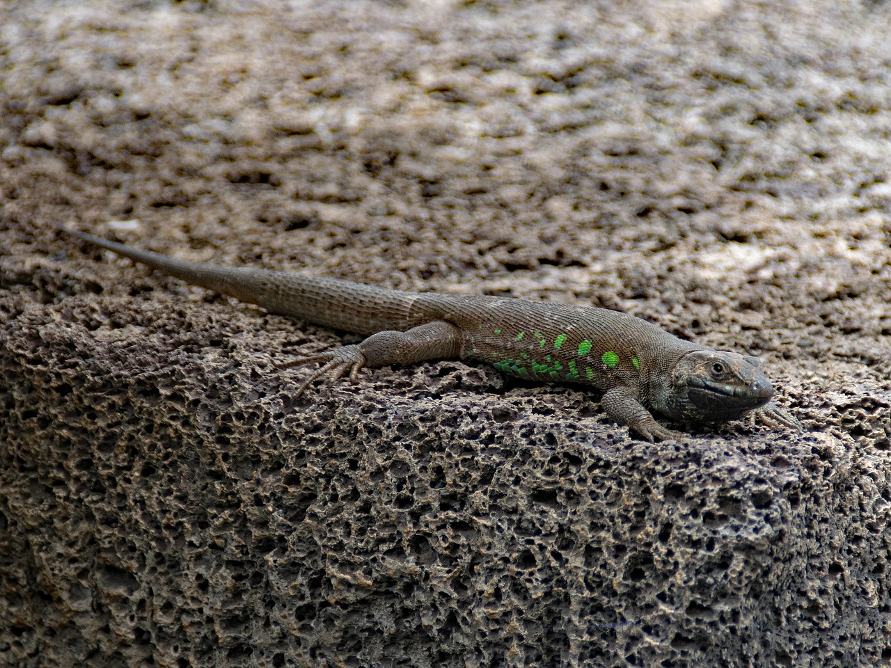 ostkanaren lizard lizard gallotia atlantica free photo