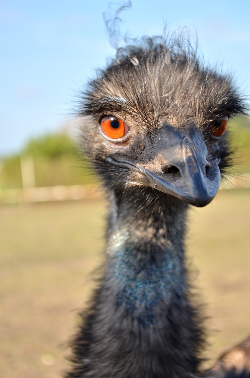 ostrich rhea bird free photo