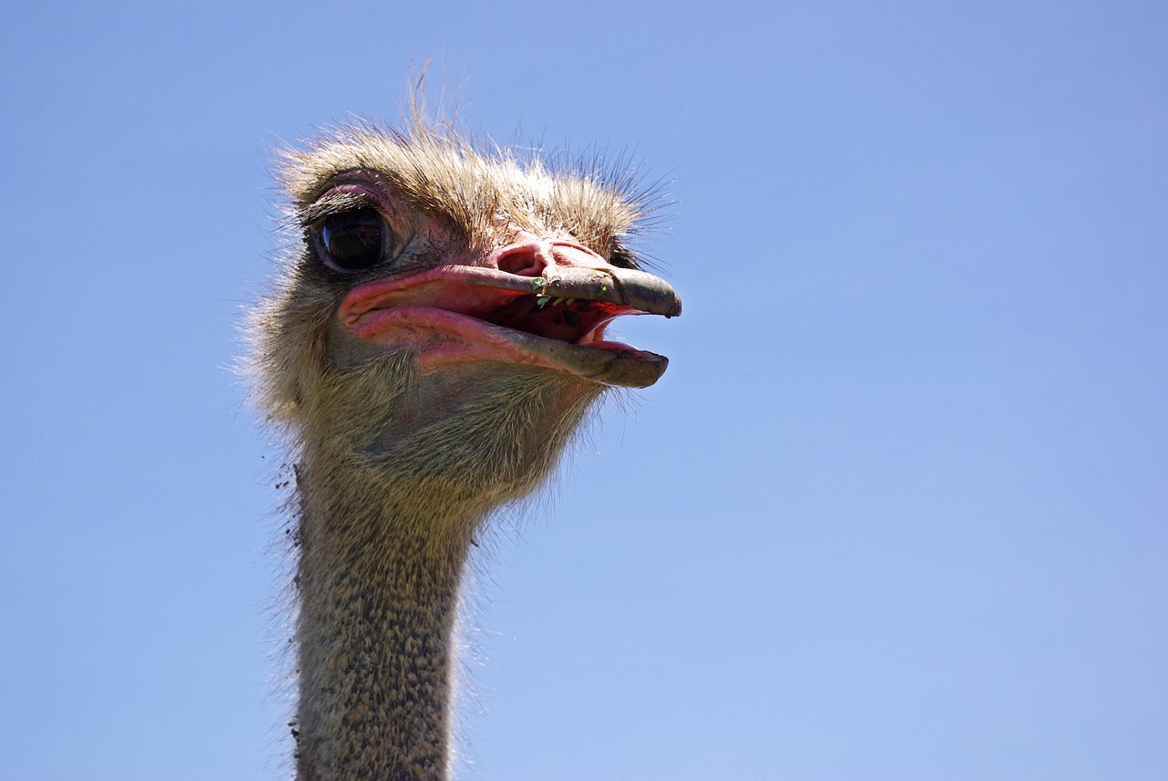 curacao ostrich curious free photo