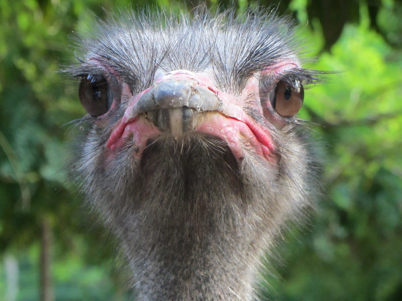 ostrich bird animal free photo