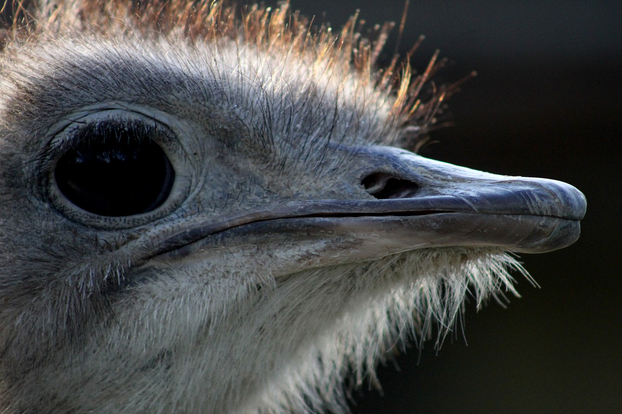 ostrich animal bill free photo