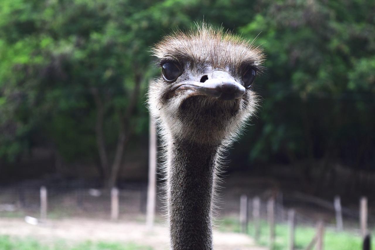 ostrich peak ave free photo