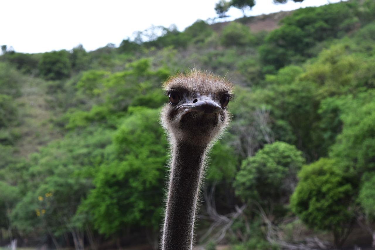ostrich neck eyes free photo
