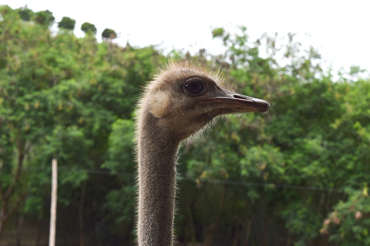 ostrich neck eye free photo