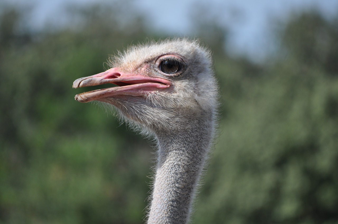 ostrich animals bird free photo