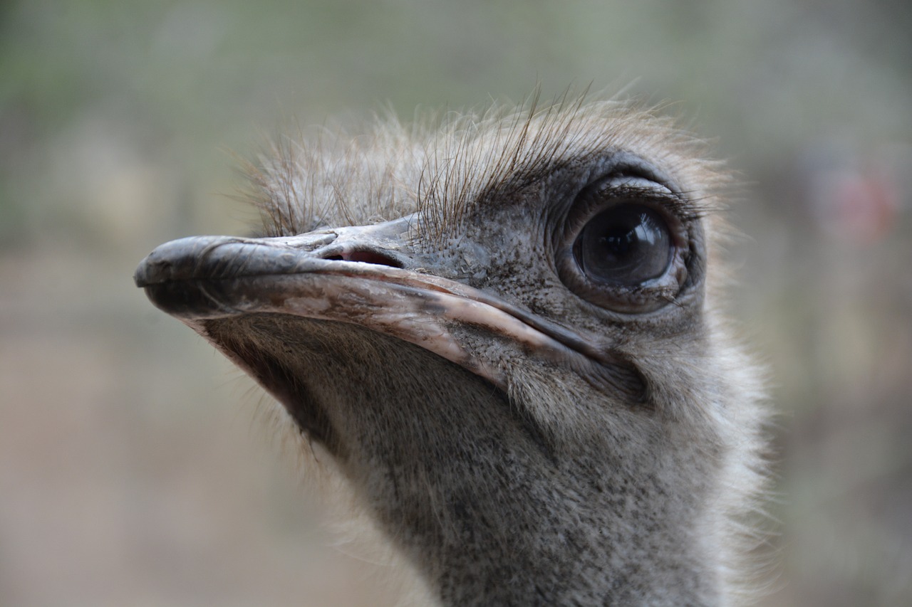 ostrich head close up free photo
