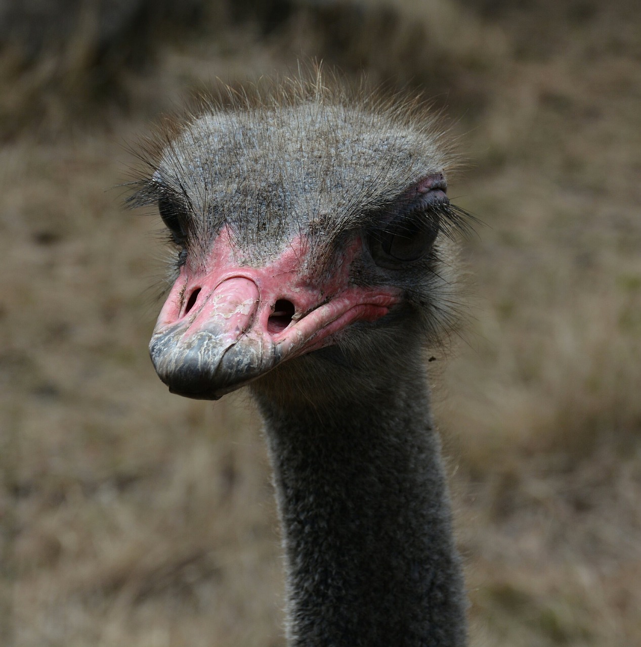 ostrich red beak free photo