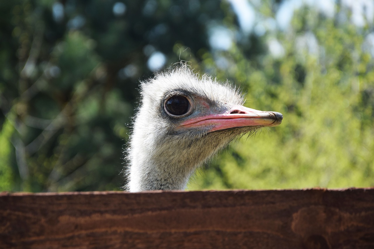 ostrich animals beak free photo