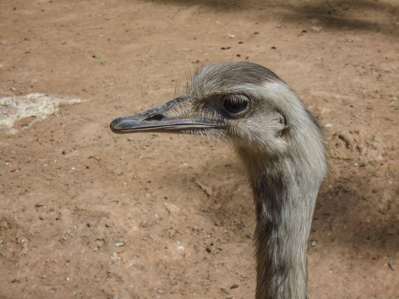 ostrich animal bird free photo