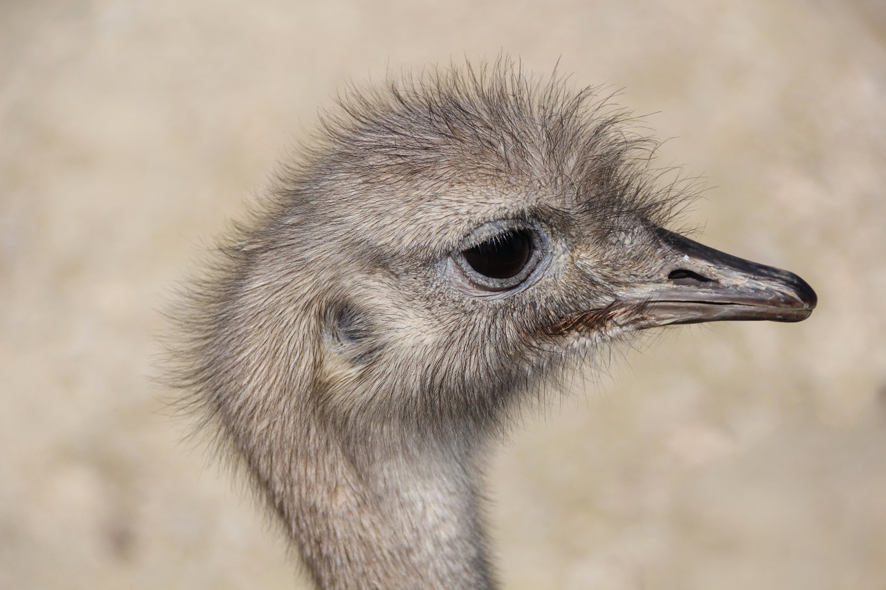 ostrich head eyes free photo