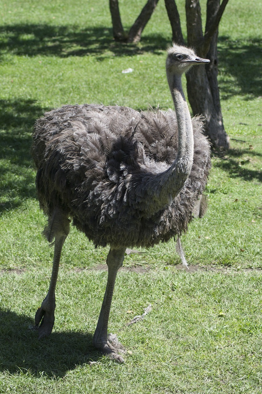 ostrich zoo pen free photo