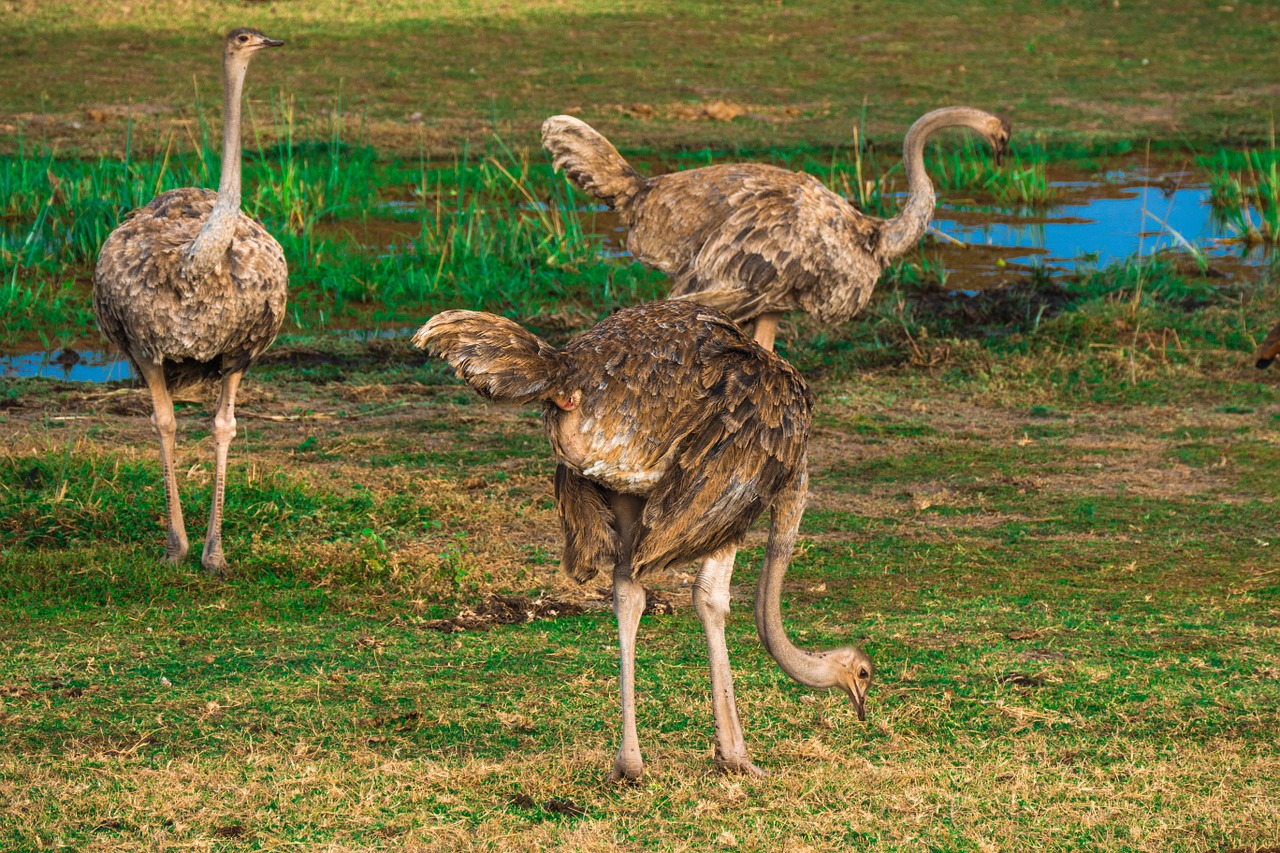 ostrich africa safari free photo