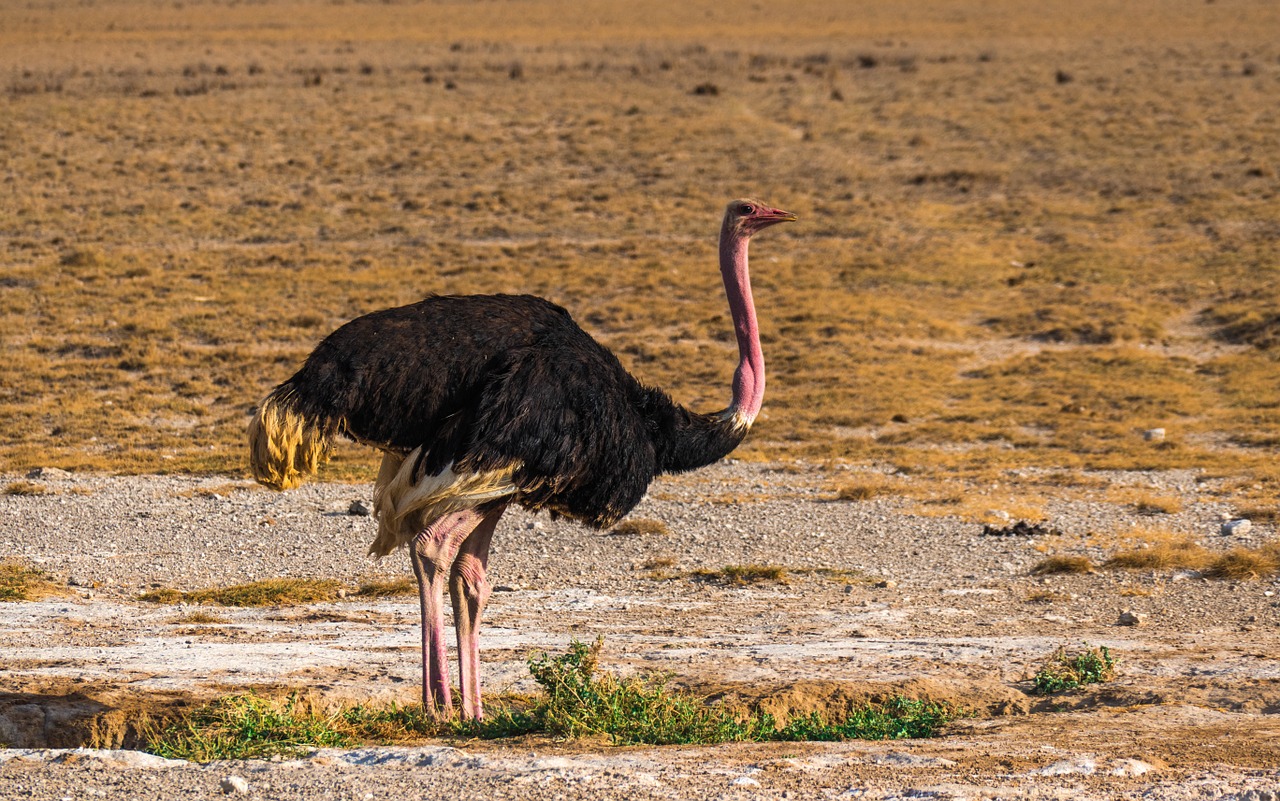 ostrich africa bird free photo