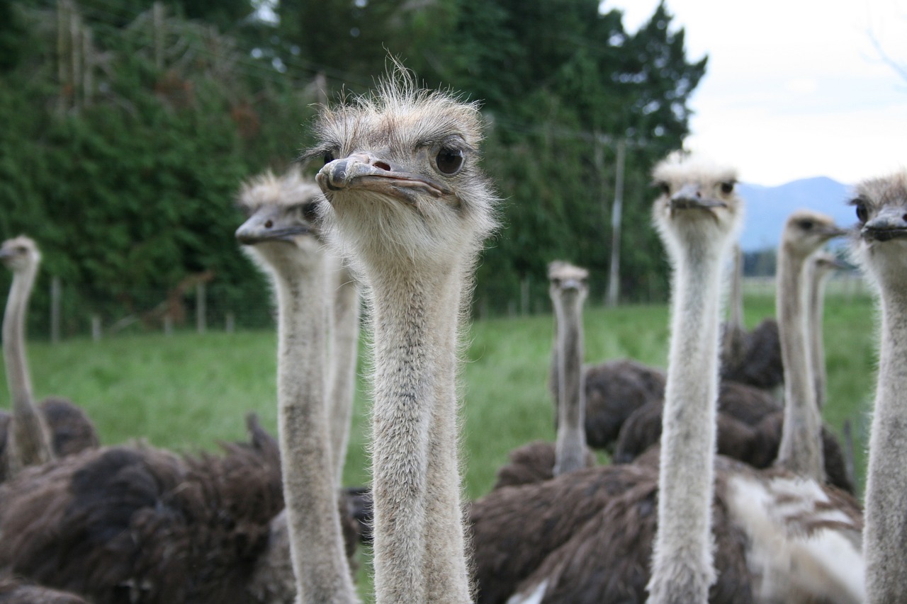 ostrich eye contact free photo