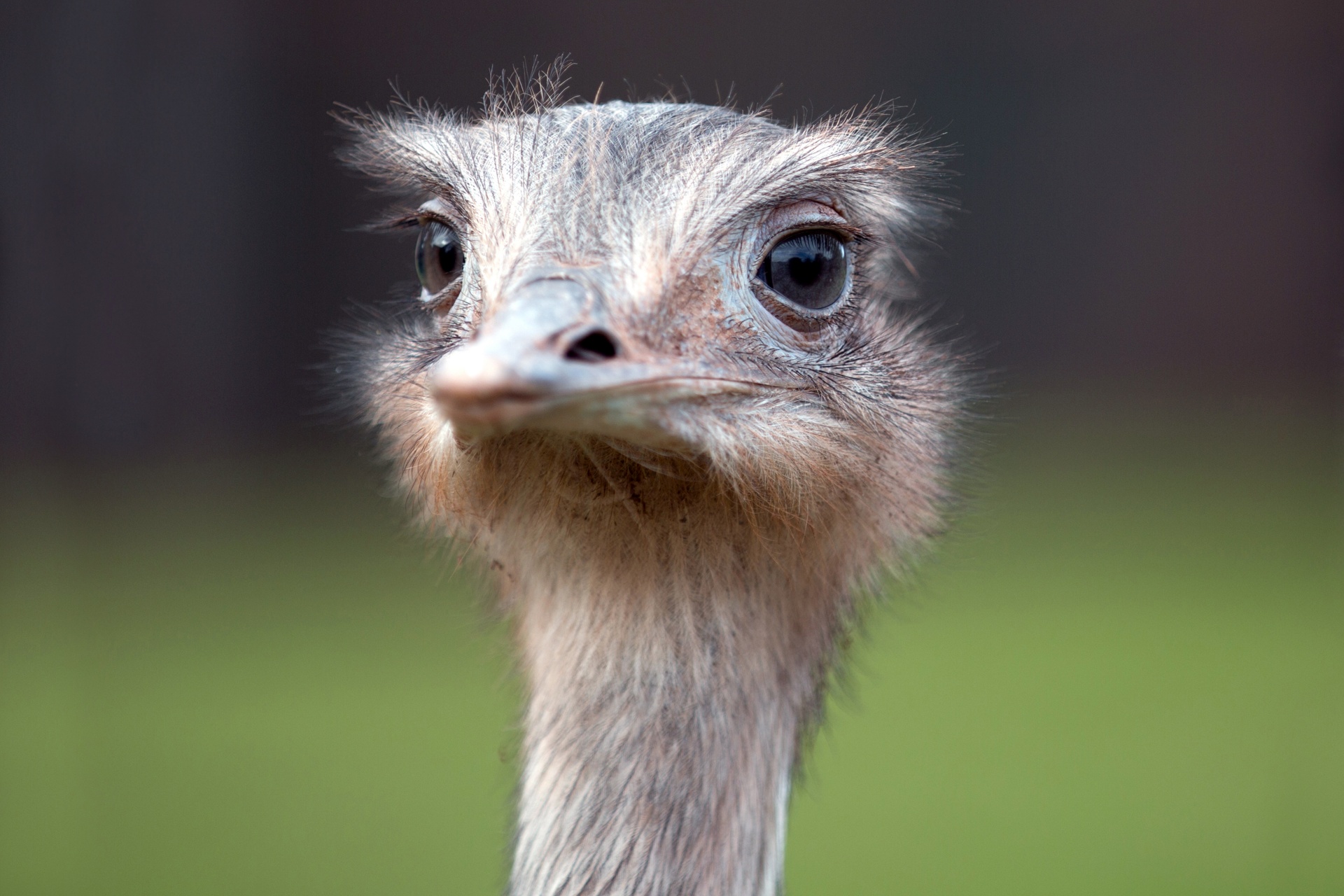 ostrich head wild free photo