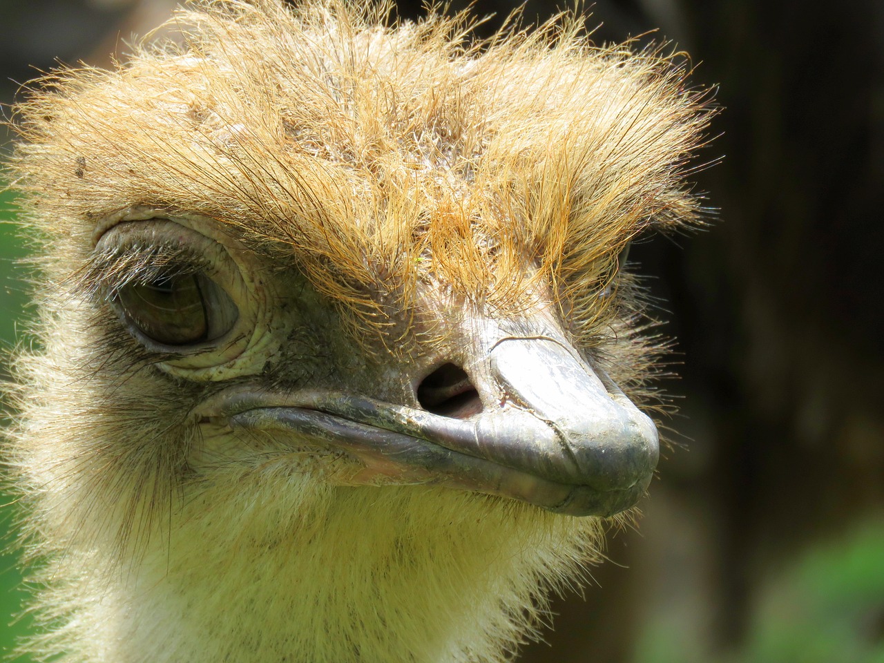 ostrich closeup of ostrich calgary zoo free photo