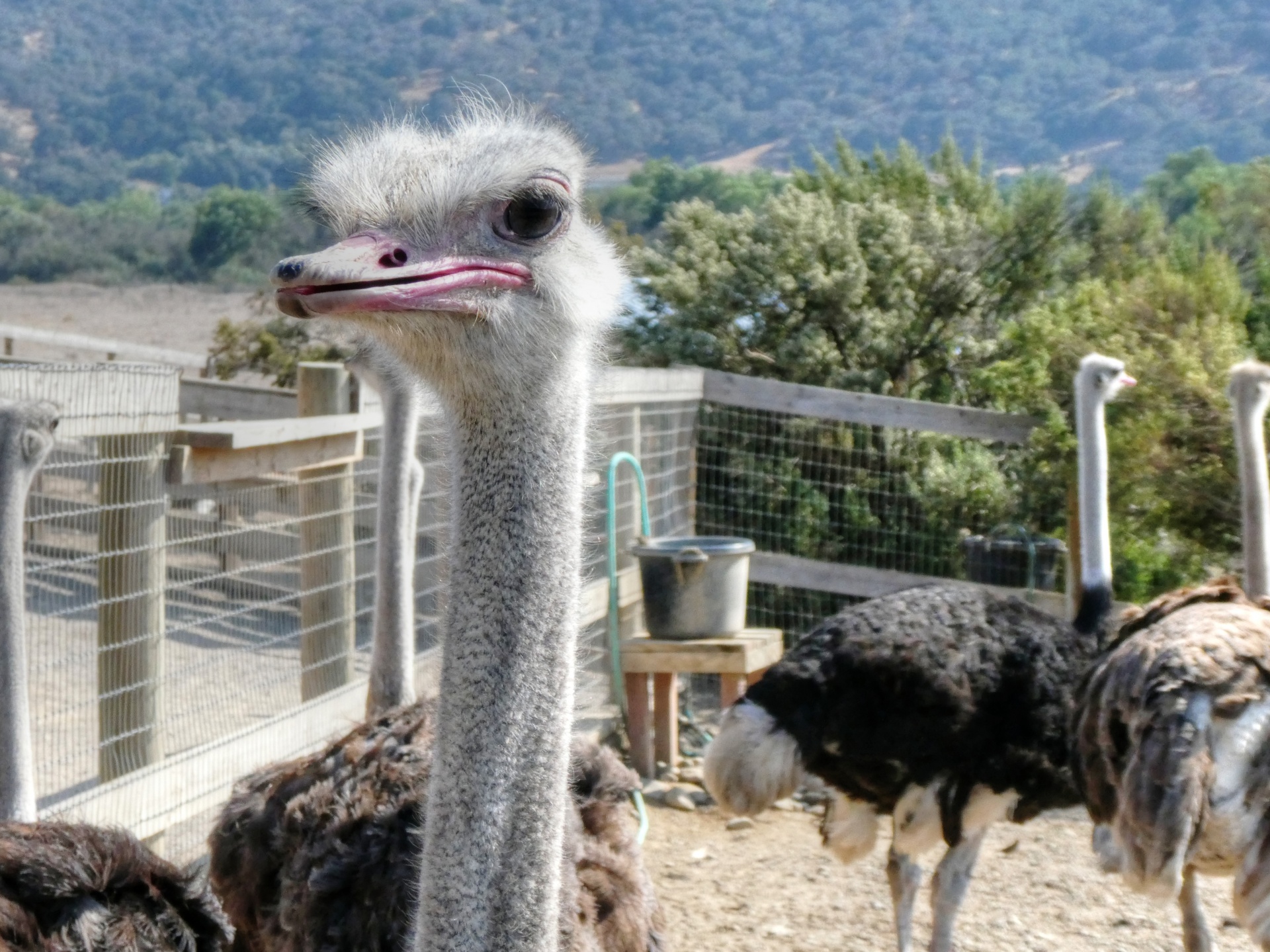 ostrich ostriches bird free photo