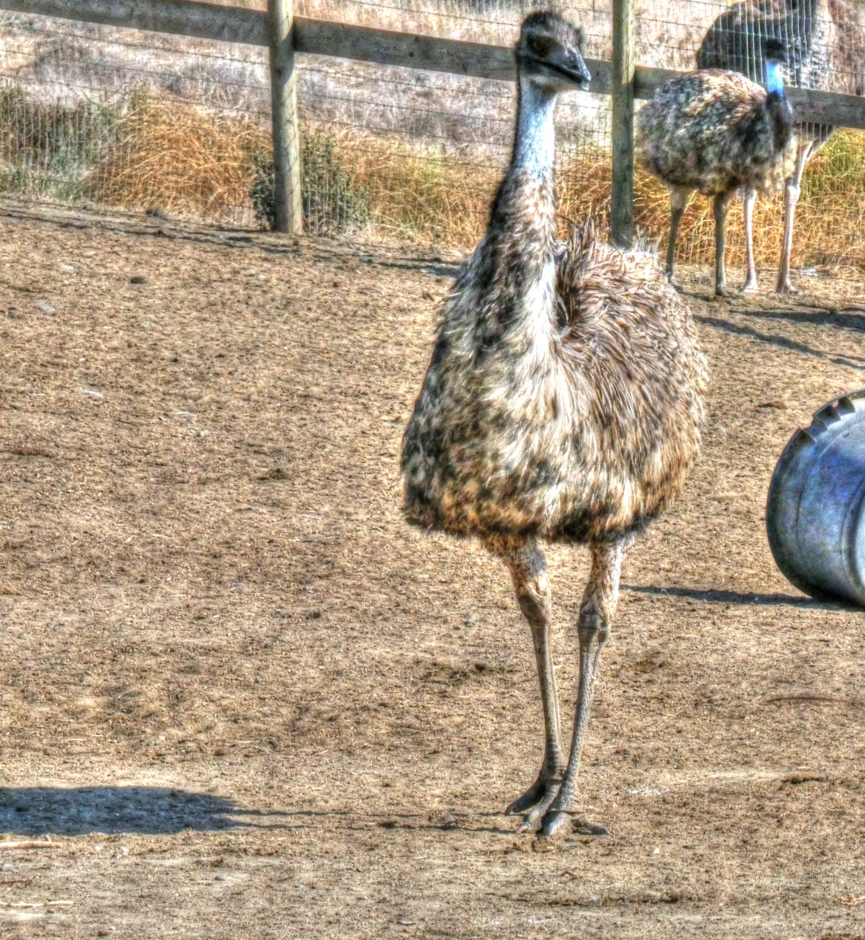 ostrich ostriches bird free photo