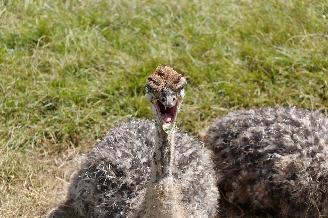 ostrich animal baby free photo