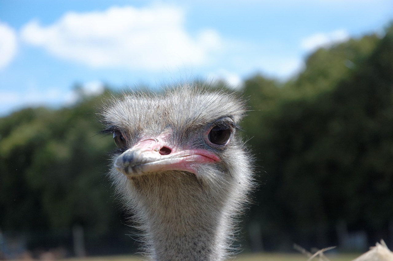 ostrich animal zoo free photo