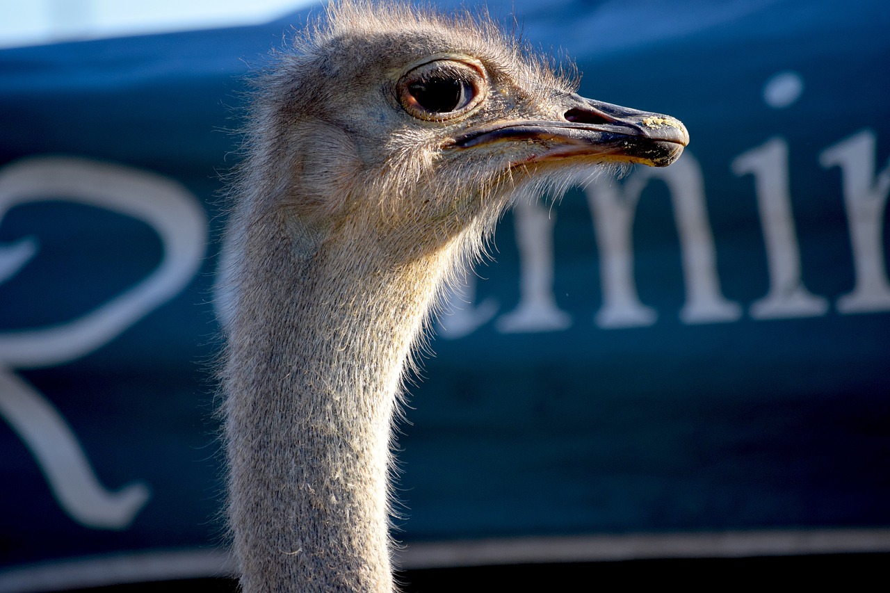 ostrich county fair rural free photo