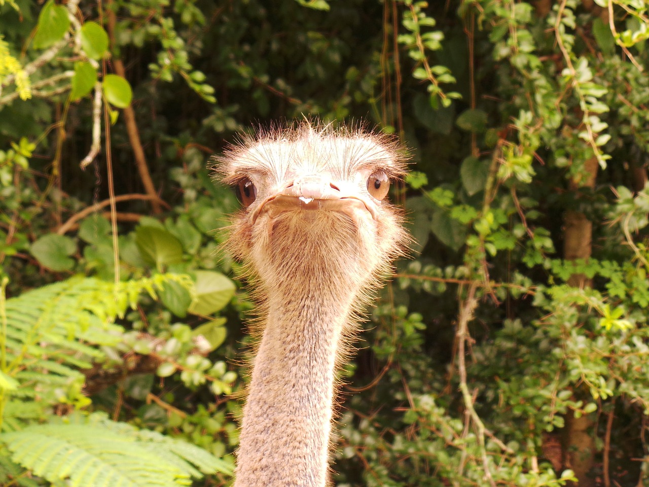 ostrich safari closeup free photo