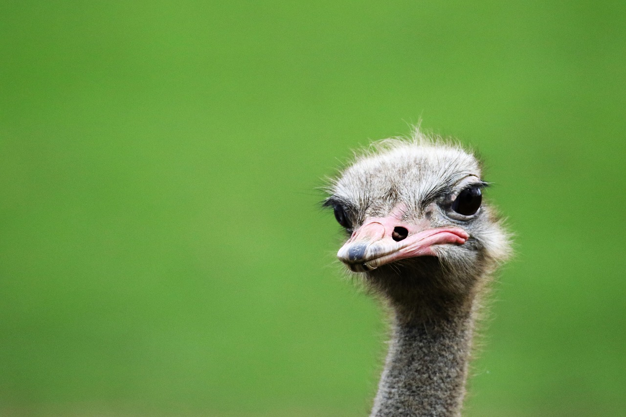 ostrich bird portrait portrait free photo