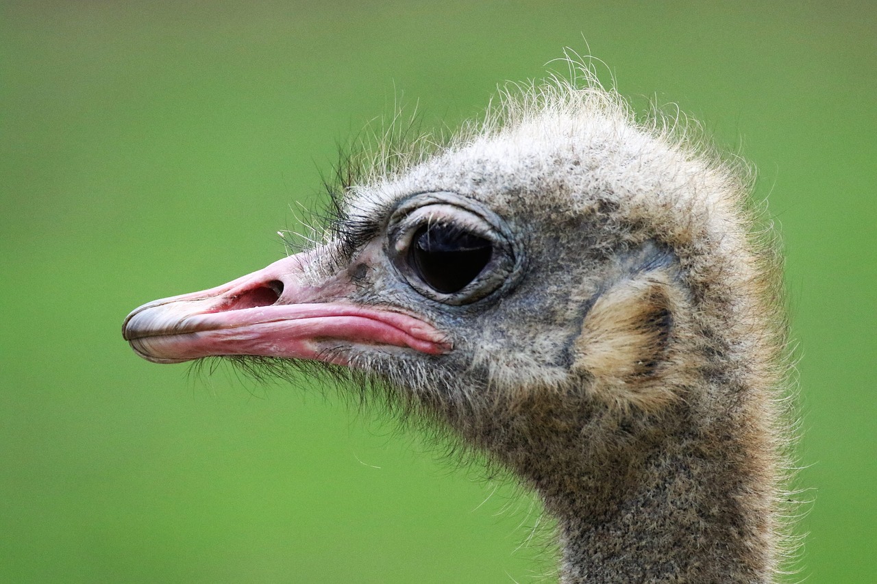 ostrich ostrich head bird free photo