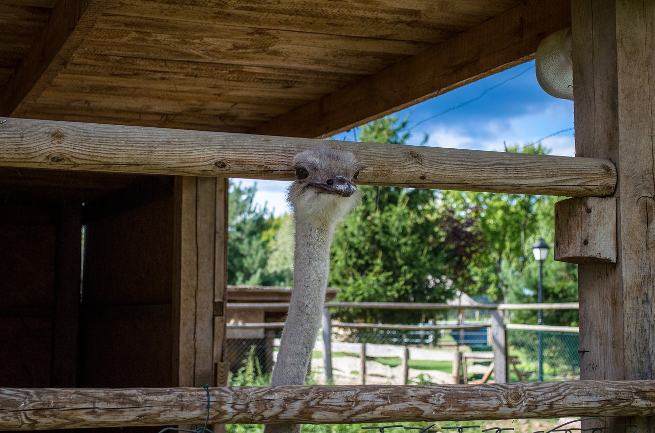 ostrich nature zoo free photo