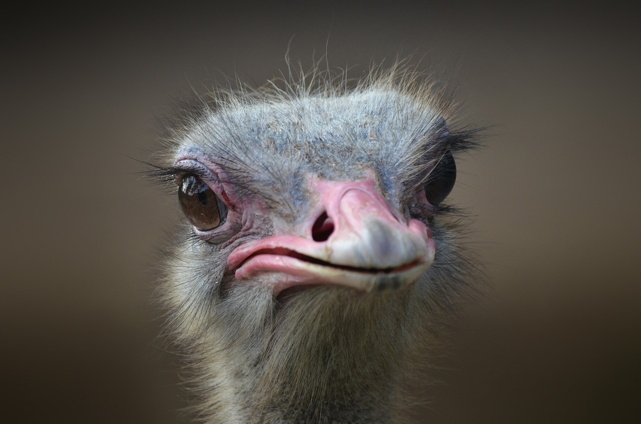 ostrich bird portrait free photo