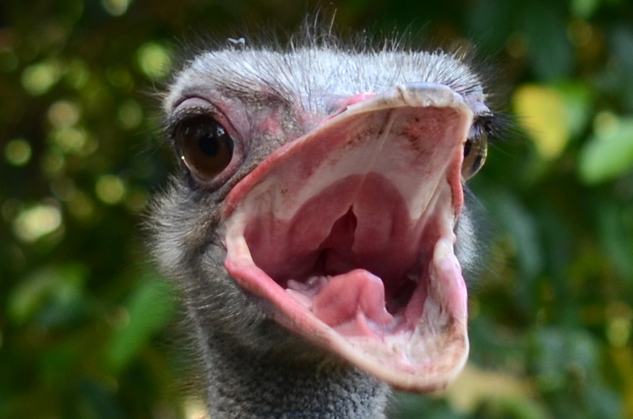 ostrich bird farm free photo