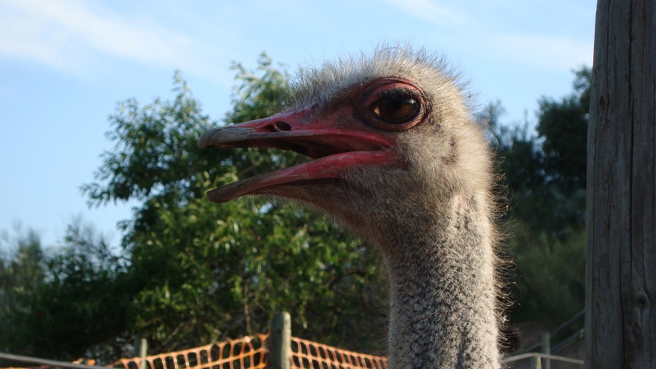 ostrich ave animal free photo