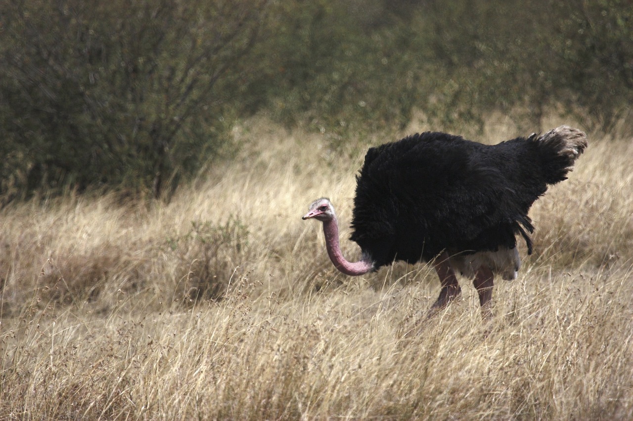 ostrich bird africa free photo