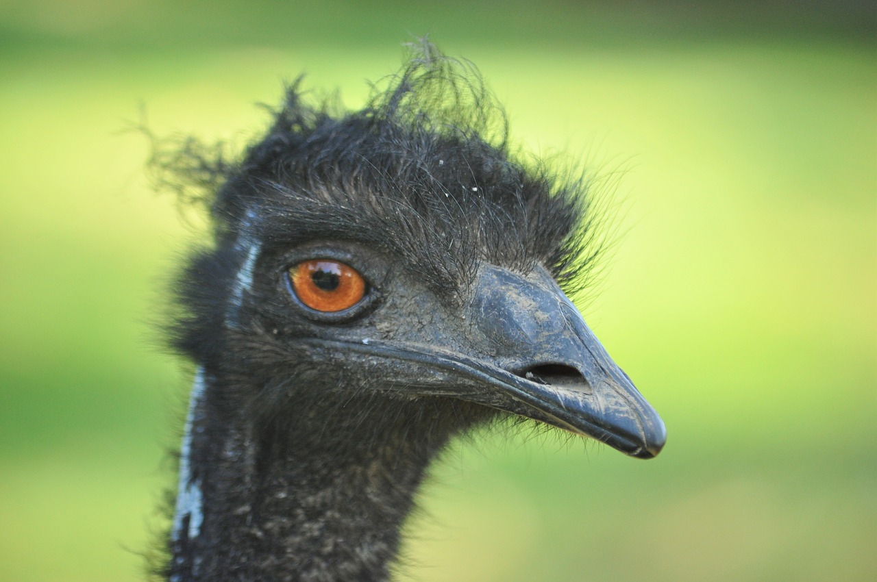 ostrich bird wildlife free photo