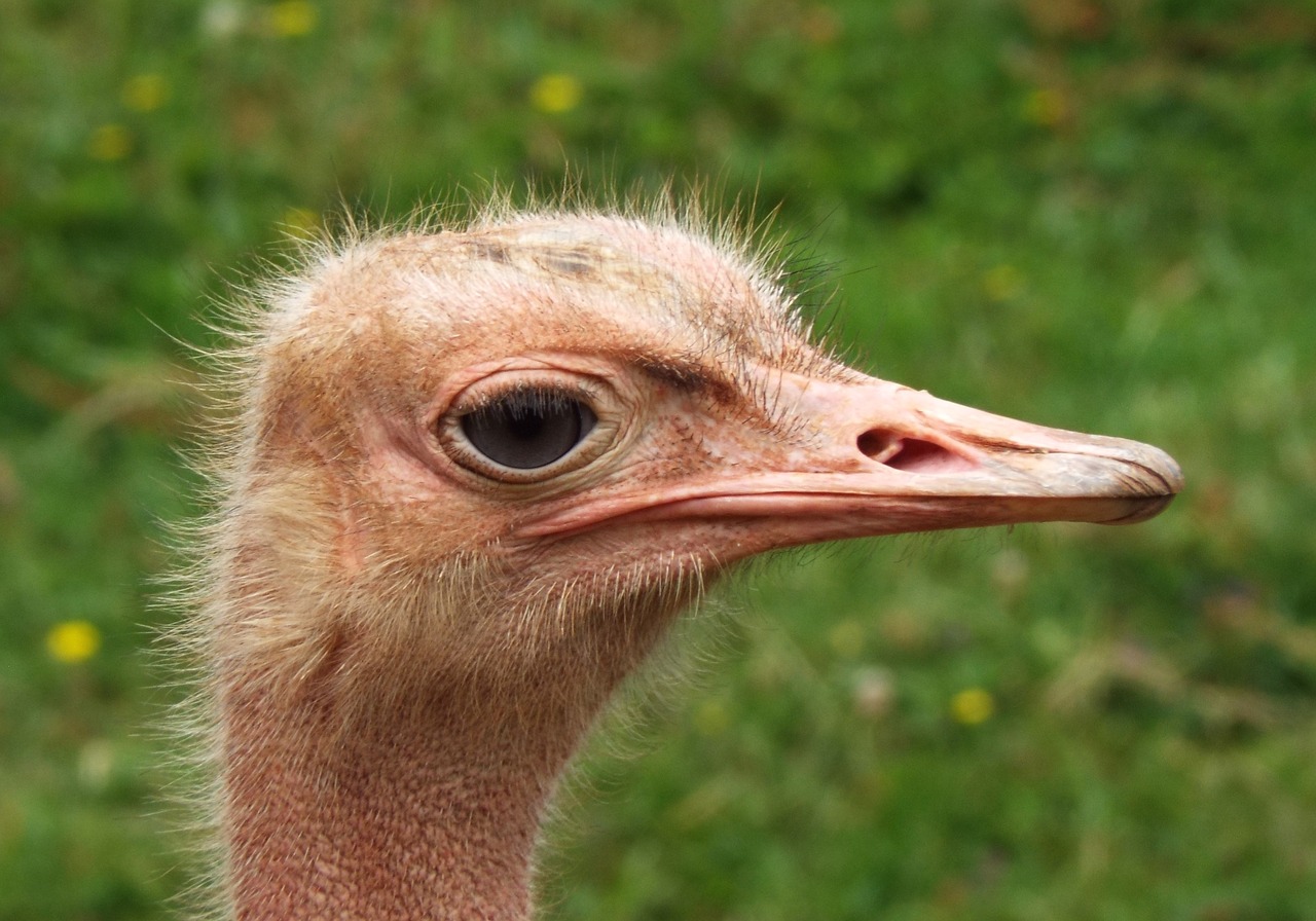 ostrich head face free photo