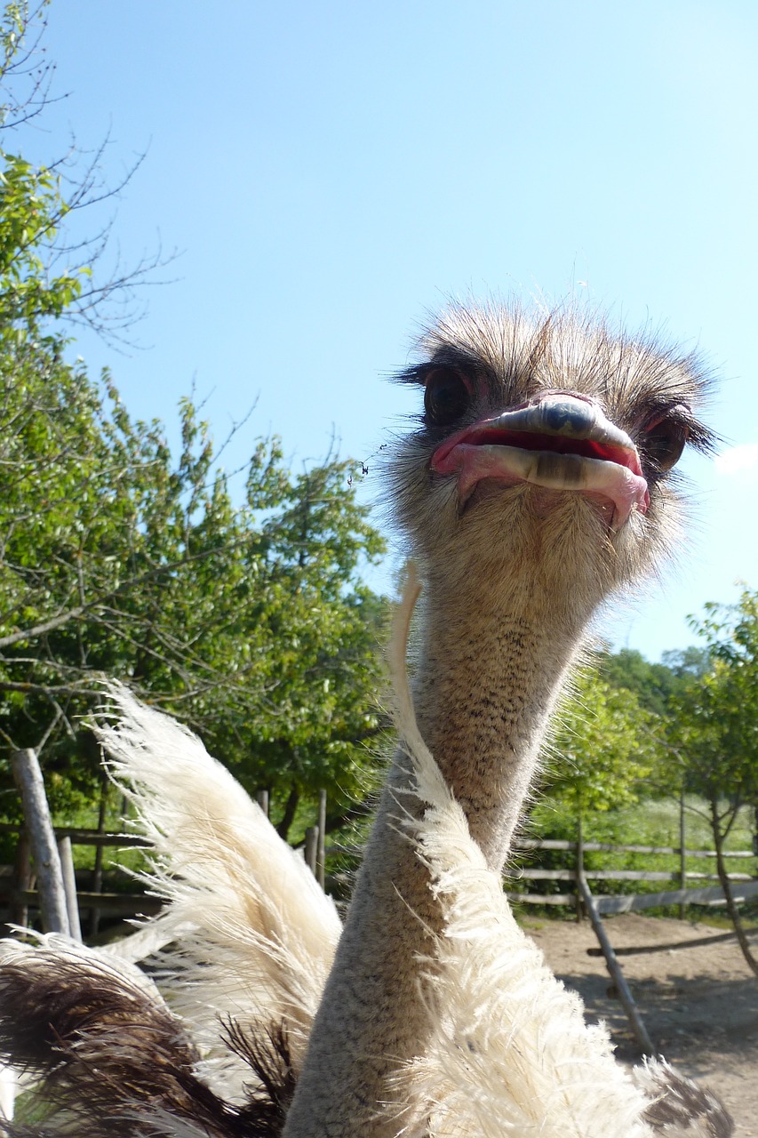 ostrich the head of the animal bird free photo