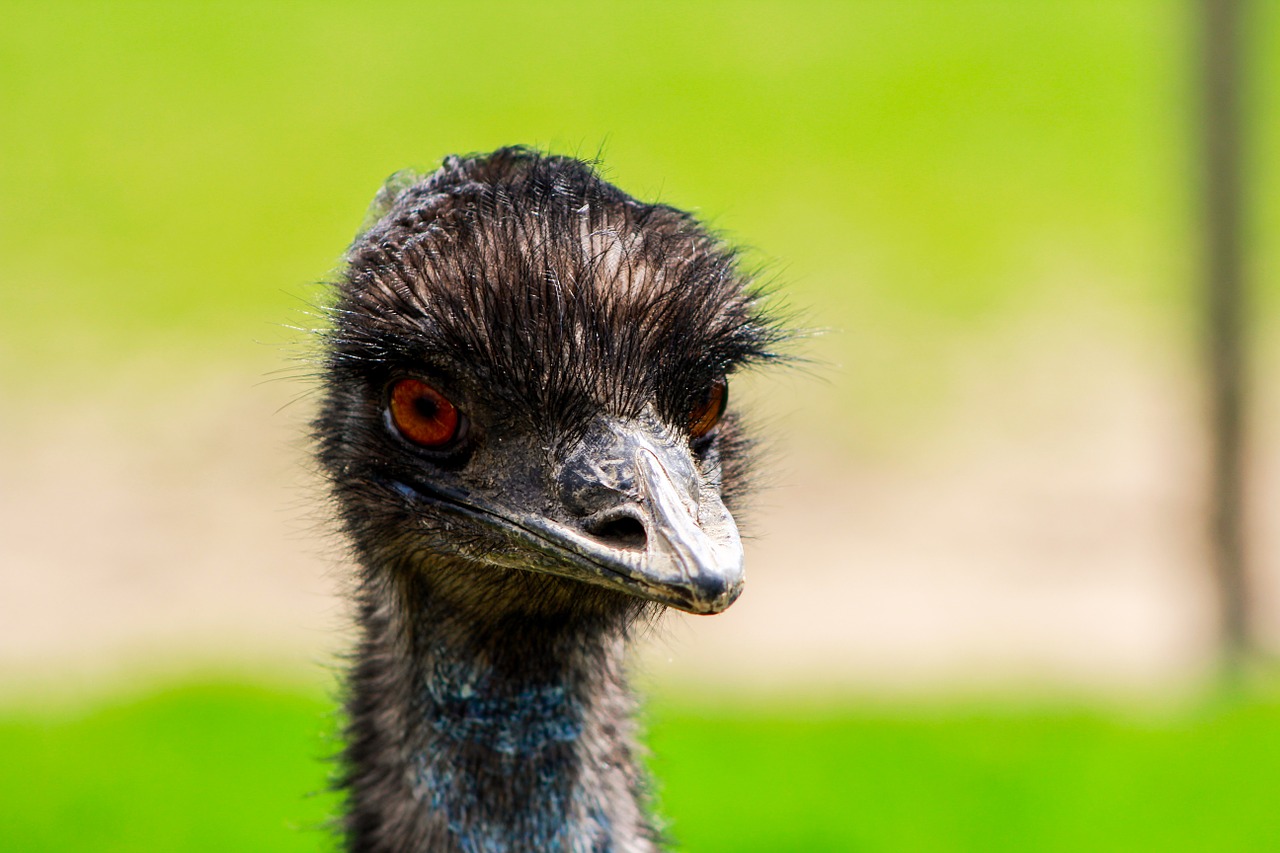 ostrich zoo bird free photo