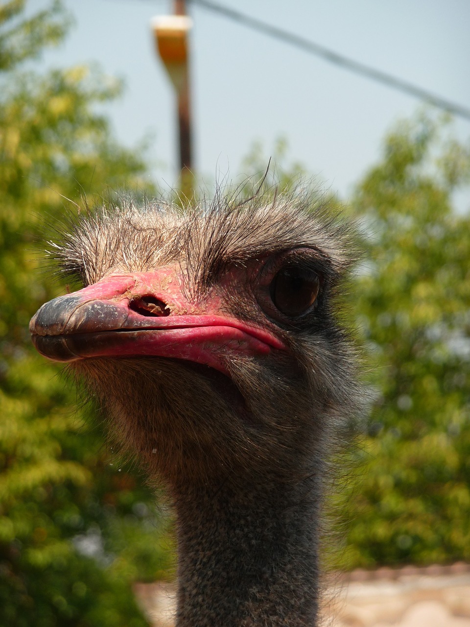 ostrich animal zoo free photo