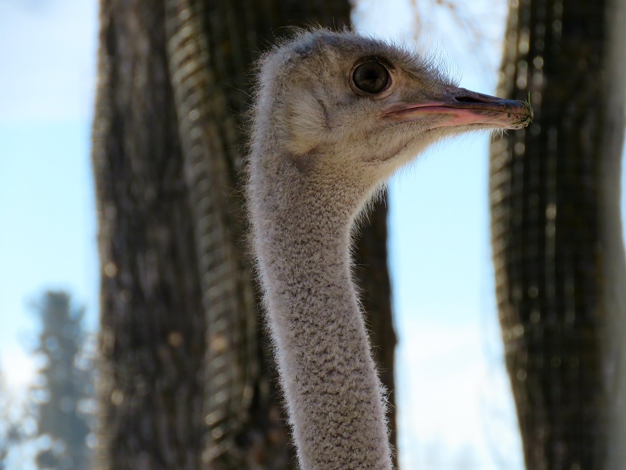 ostrich bird zoo free photo
