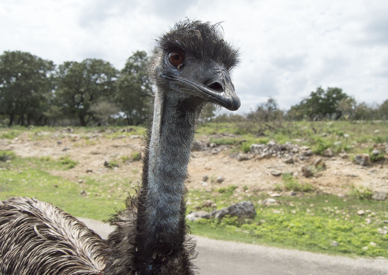 ostrich wild animal animal free photo