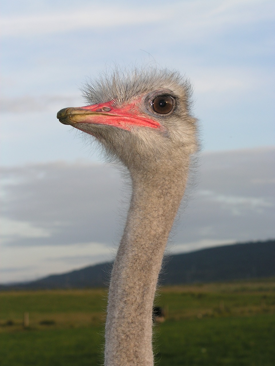 ostrich ave head free photo
