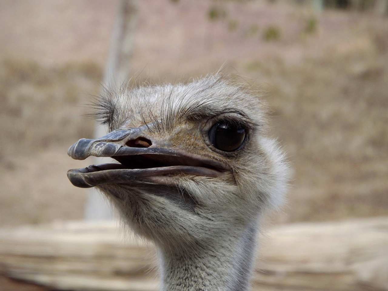 ostrich ave face free photo