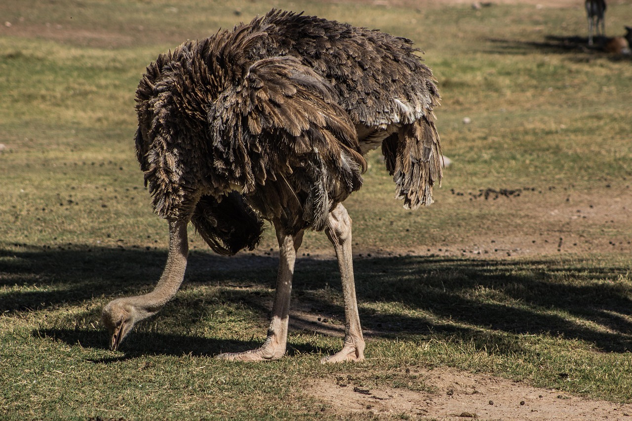 ostrich bird zoo free photo