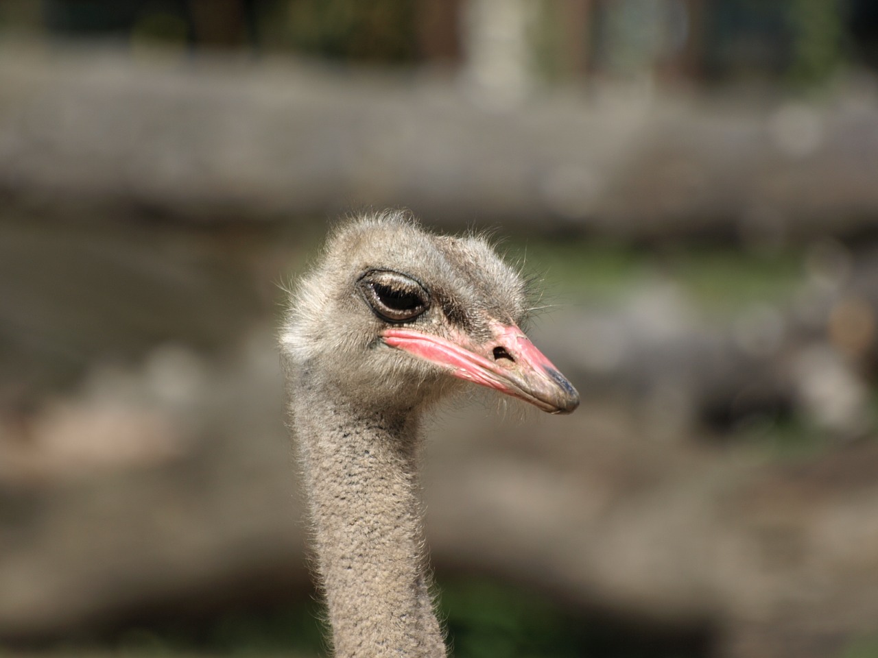 ostrich zoo the head of the free photo