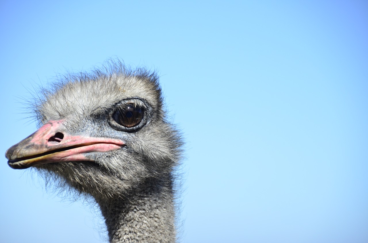 ostrich looking at me african free photo