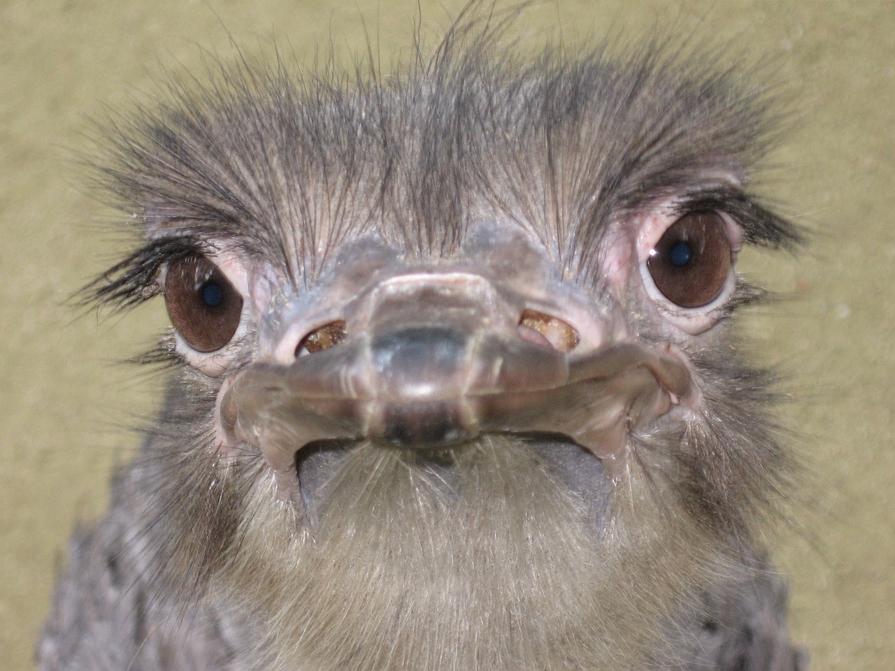 ostrich close-up animal-photography free photo