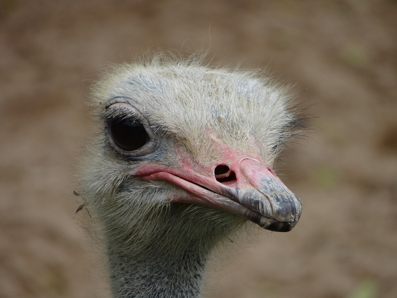 ostrich head beak free photo