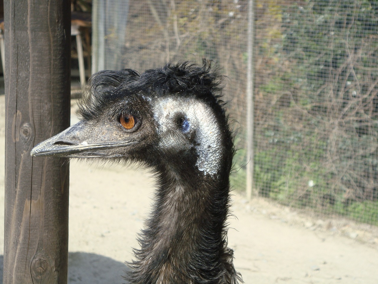 ostrich bird animal free photo
